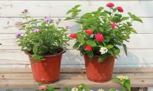 加拿大高管爆料视频最新,企业内幕与行业真相大曝光  第3张