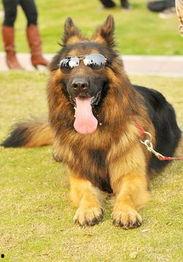 德国牧羊犬爆料视频大全,爆料视频大全精彩瞬间  第2张